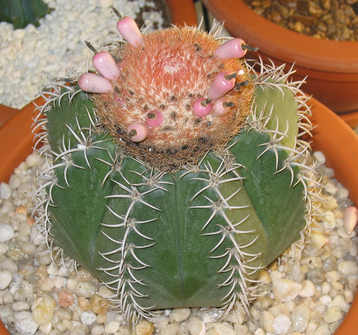 Melocactus matanzanus